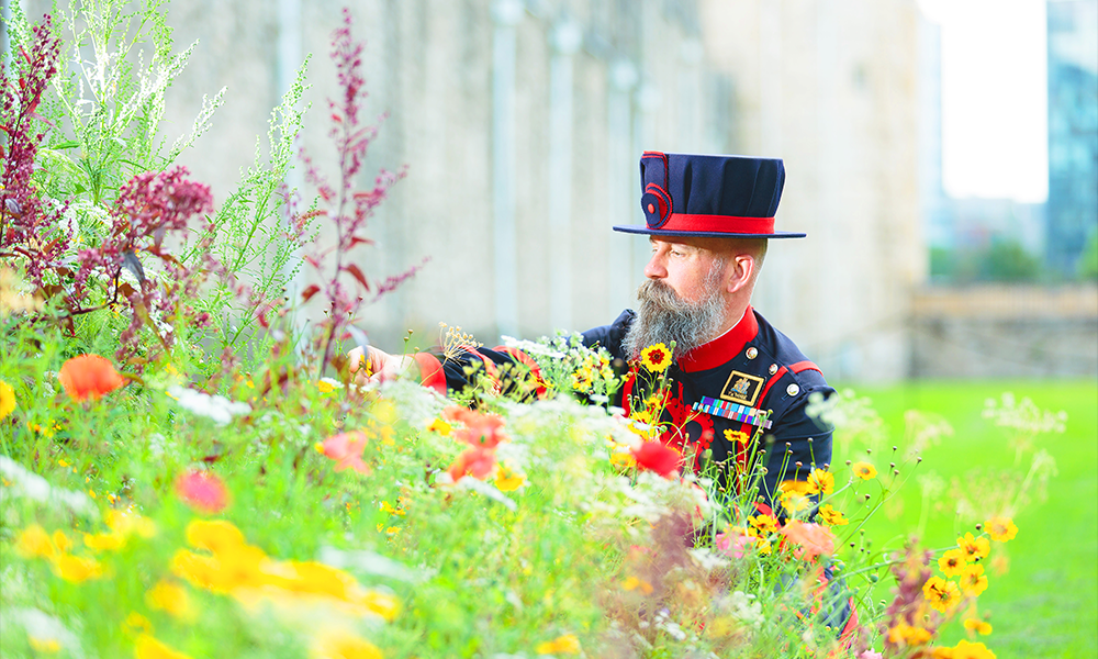 Superbloom at the Tower of London