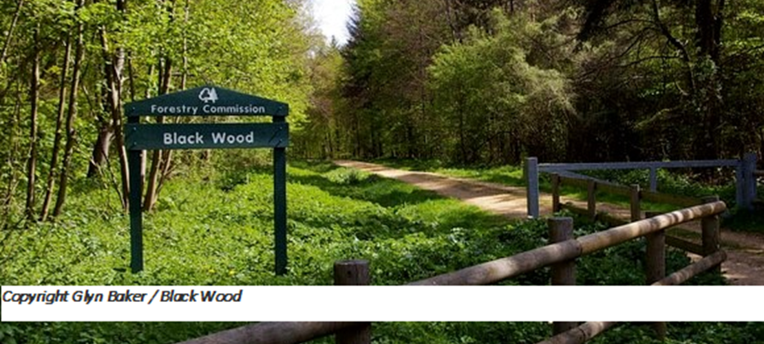 Walk and Talk at Blackwood Forest