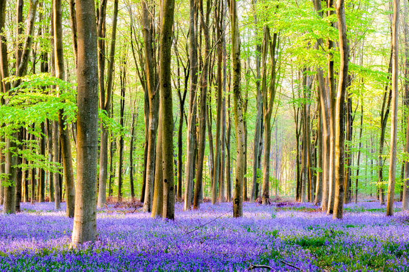Walk & Talk at Micheldever Wood