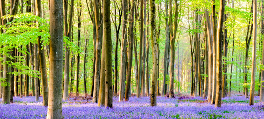 Walk & Talk at Micheldever Wood