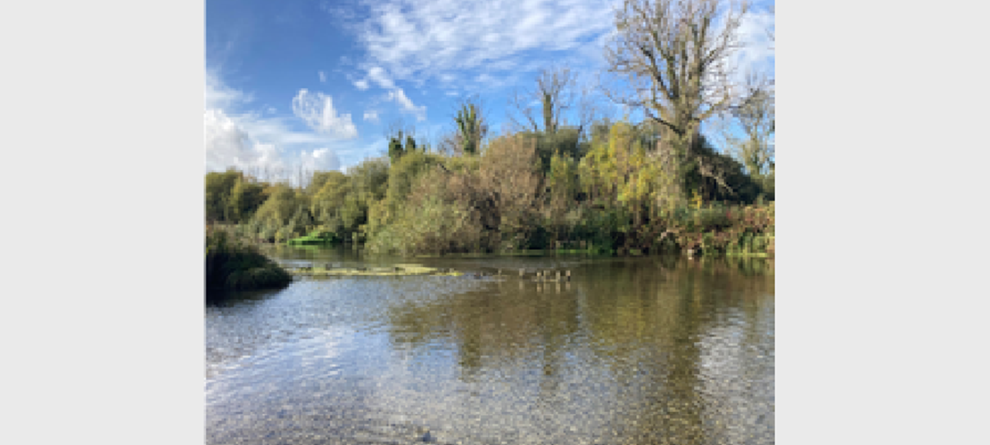 Walk and Talk at Stockbridge Marsh