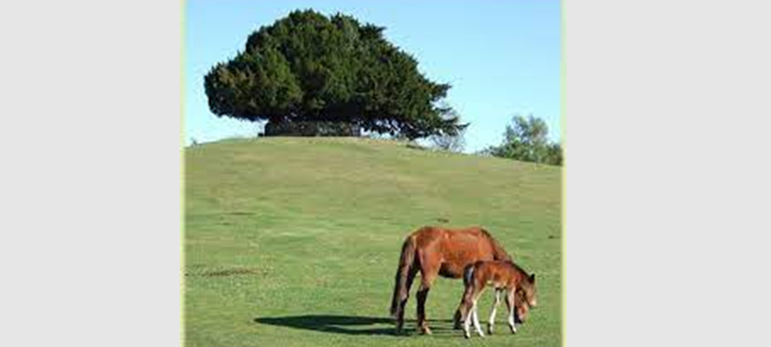 Festive Walk and Talk at Boltons Bench, Lyndhurst -POSTPONED