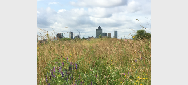 Networking Breakfast: Net Benefits for Biodiversity & Green Infrastructure Statements - How the Welsh approach differs from Biodiversity Net Gain in England? 