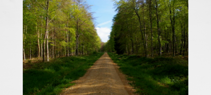 Walk and Talk at Blackwood Forest