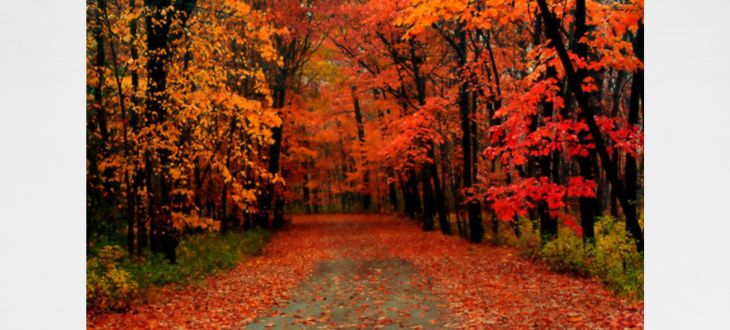 Thames Valley Autumn Networking Walk