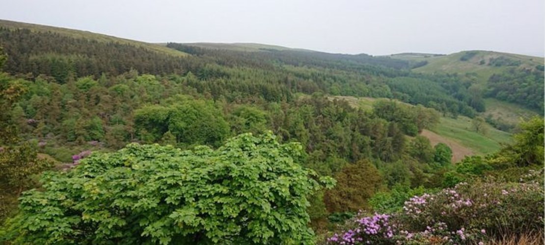 Freshwalks: Buxton & Shining Tor