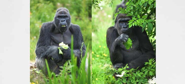 Spotlight on Bristol – Bristol Zoo Project