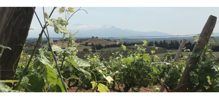 Wine Tasting with Stronachs – The Marvellous Med